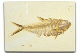 Detailed Fossil Fish (Diplomystus) - Wyoming #360749-1
